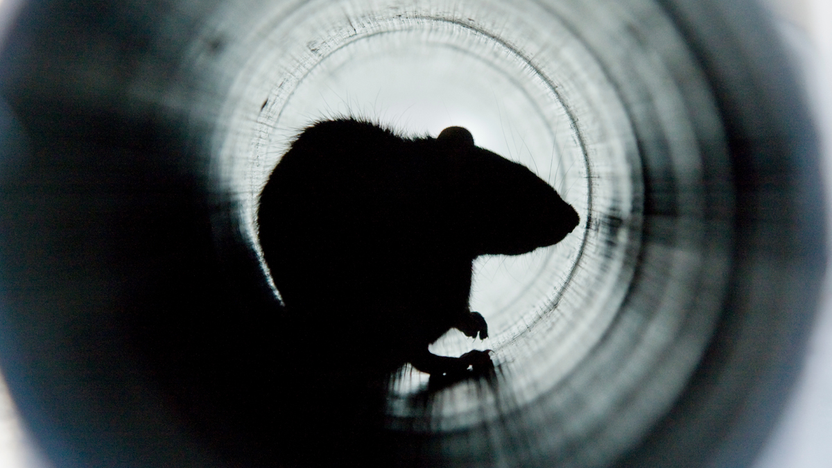 deratisation Tunisie