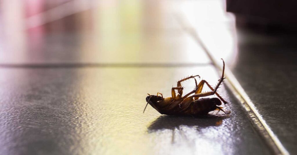 مكافحة الحشرات في تونس